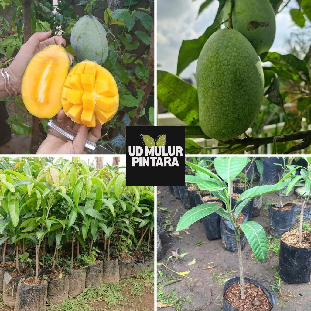 Bibit Mangga Manalagi Jumbo , Kualitas No , 1
