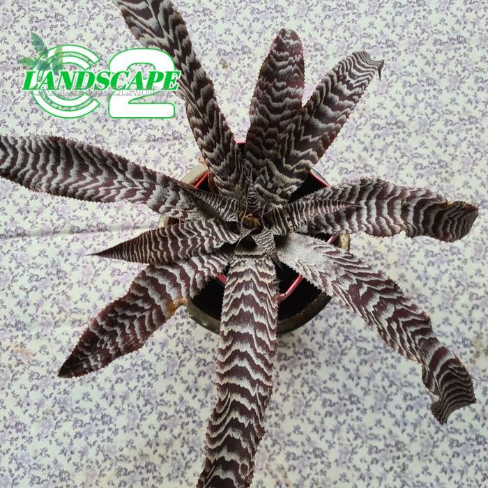 Tanaman hias Bromelia Cryptanthus Black Mystic|| Bromelia tokek
