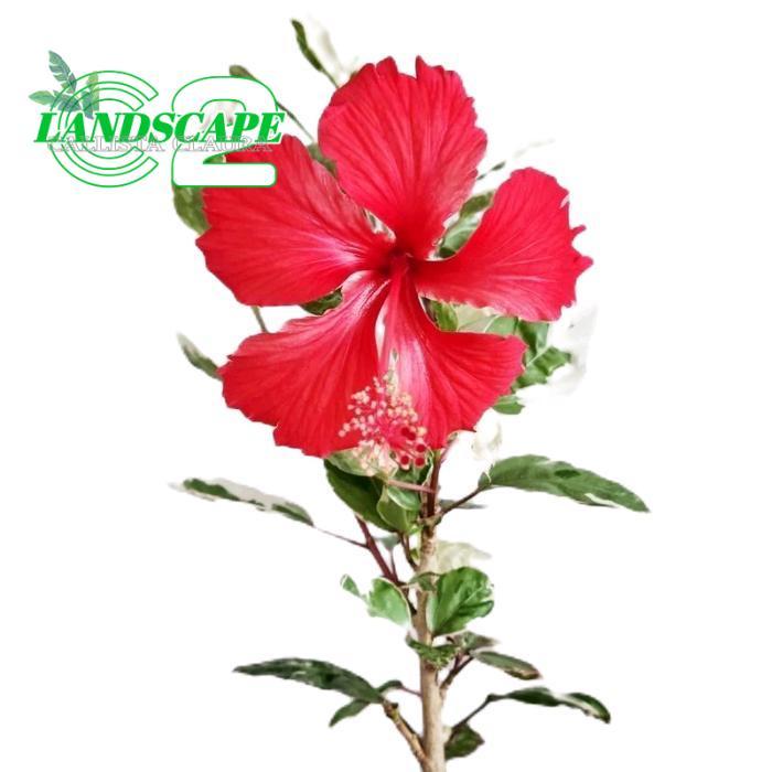 bunga sepatu merah varigata  - tanamanhias bunga sepatu - tanaman bunga sepatu merah - tanaman bunga