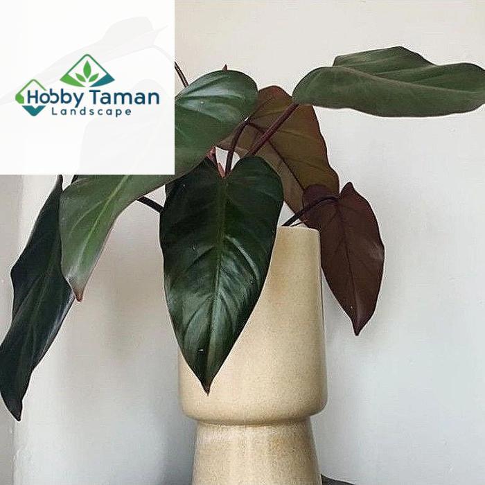 Tanaman Hias Philodendron Dark Lord / Philo DarkLord