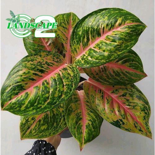 Big Papa Jumbo Cantik menor Tanaman Hias Aglonema Big Papa Jumbo Alami
