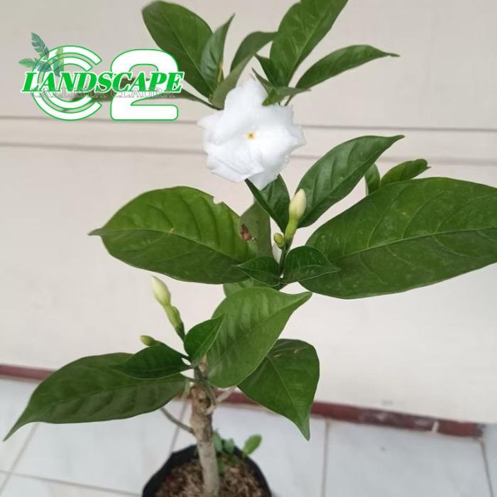 Tanaman hias bunga melati kaca piring sudah berbunga - bunga hias kaca piring - melati kaca piring b