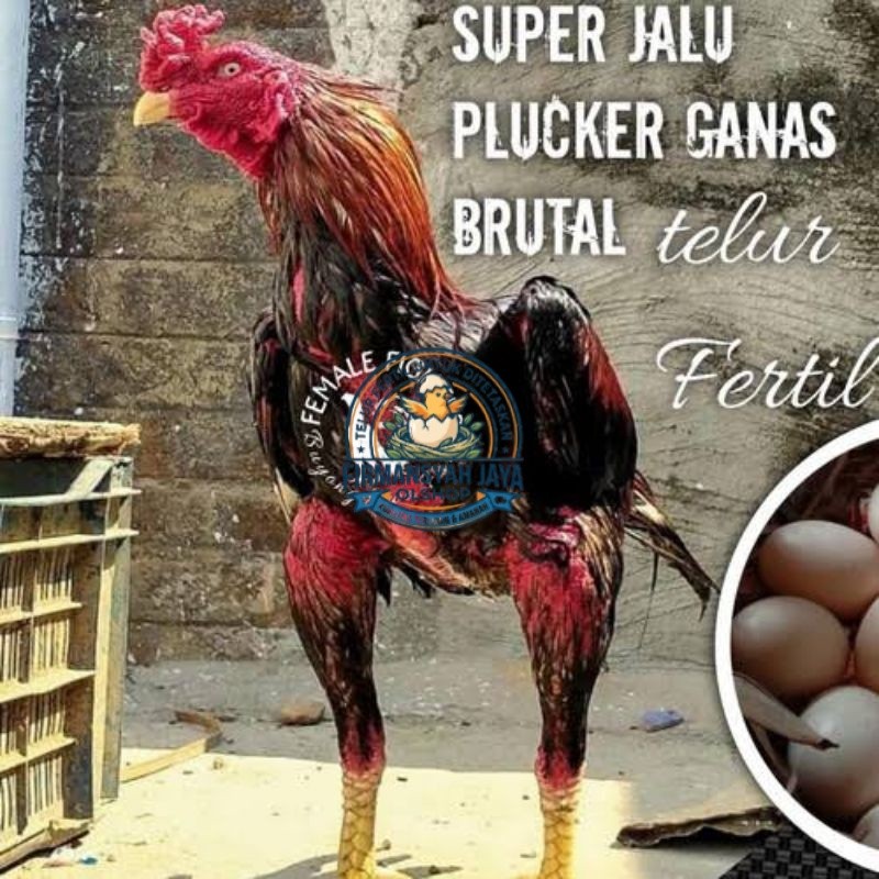 TELUR AYAM PLUCKER USA ORIGINAL BRUTAL UNTUK DI TETASKAN Firmansyah jaya shop
