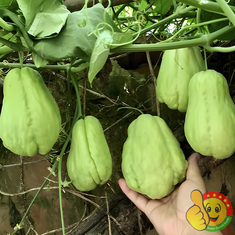 30pcs Chayote Melon biji benih labu siam anggur thailand impor fress benih