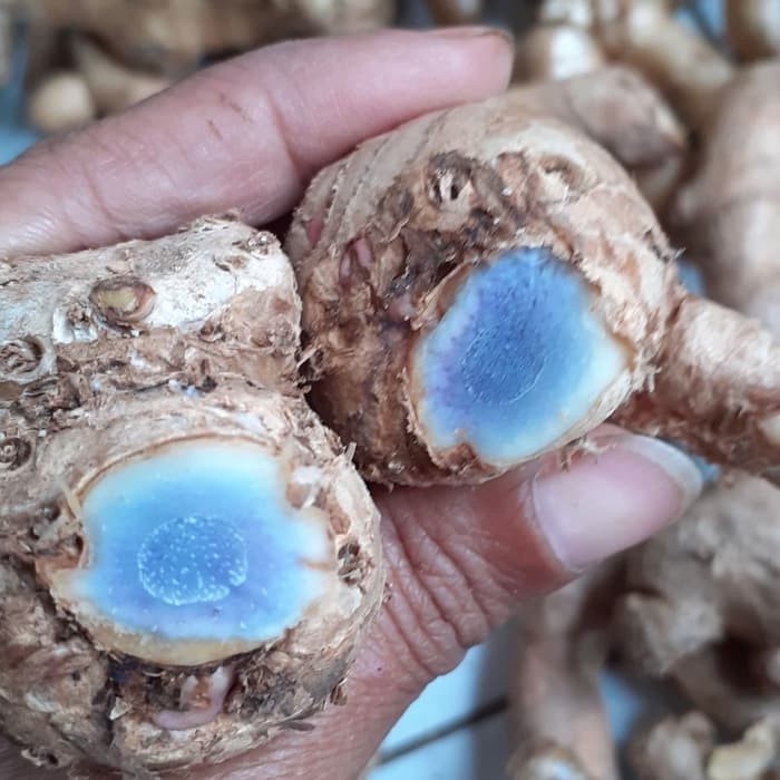 bisa cod Bibit temu ireng/temu hitam/kunyit/kunir hitam SL