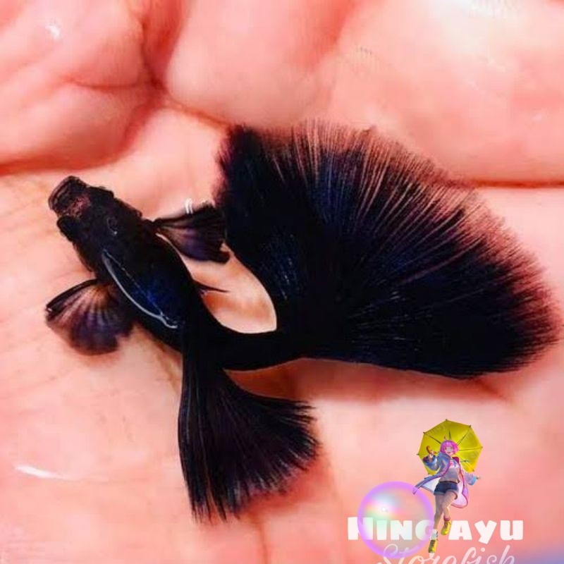 hiasan aquarium ikan Guppy full black 10 ekor.full hitam
