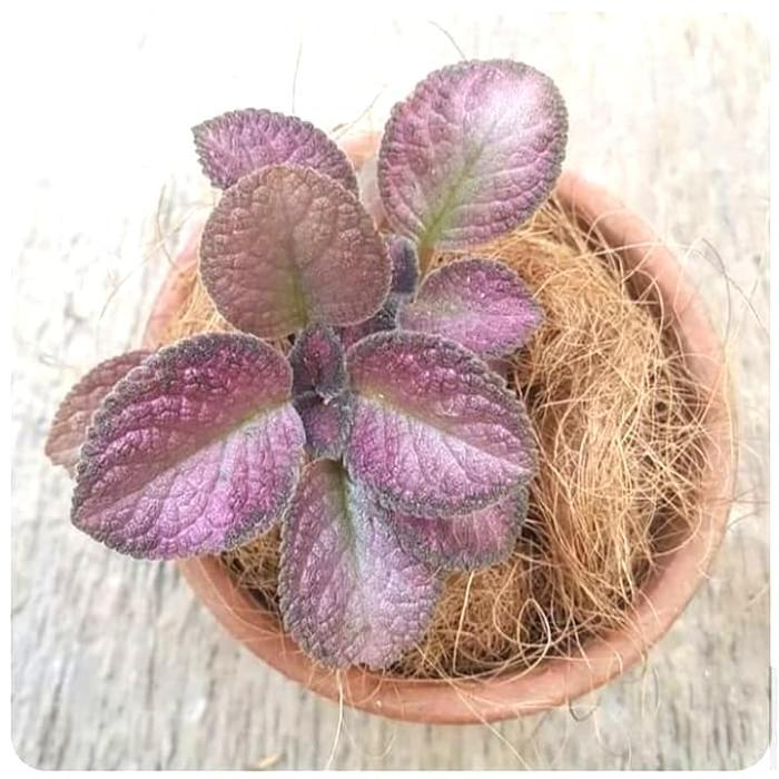 Tanaman Hias Episcia Merah - Tanaman Episcia