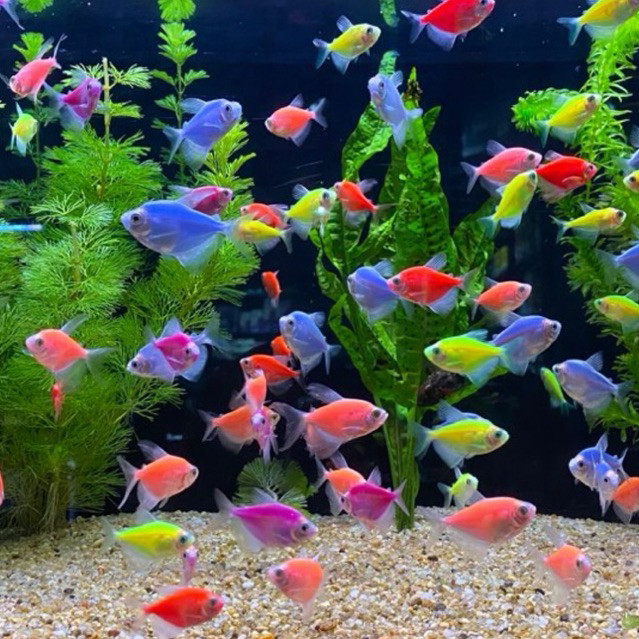 Hiasan aquarium [Chan Aquatic Reguler] Ikan Hias Glowfish Tetra Warna Warni Size S