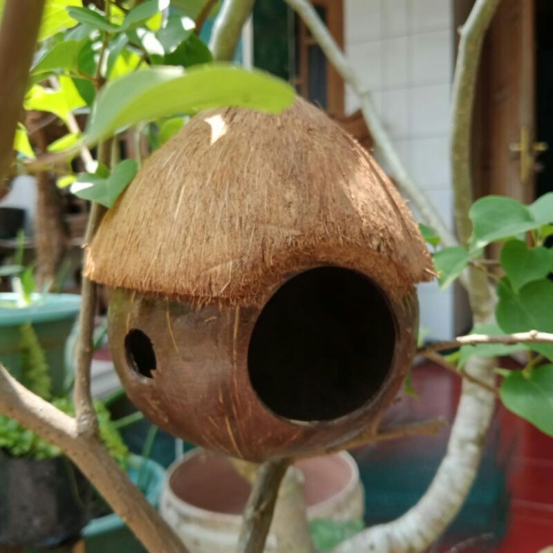GLODOK BATOK RUMAH BERTELUR LOVEBIRD DAN KENARI TUTUP SABUT UNIK