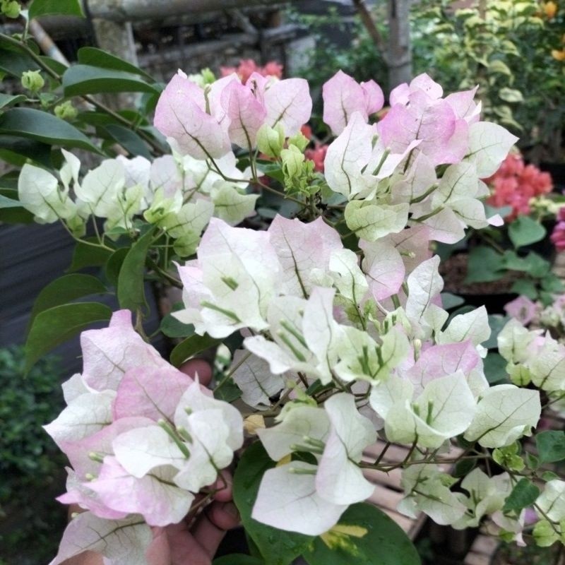 bougenville BENGAWAN SOLO