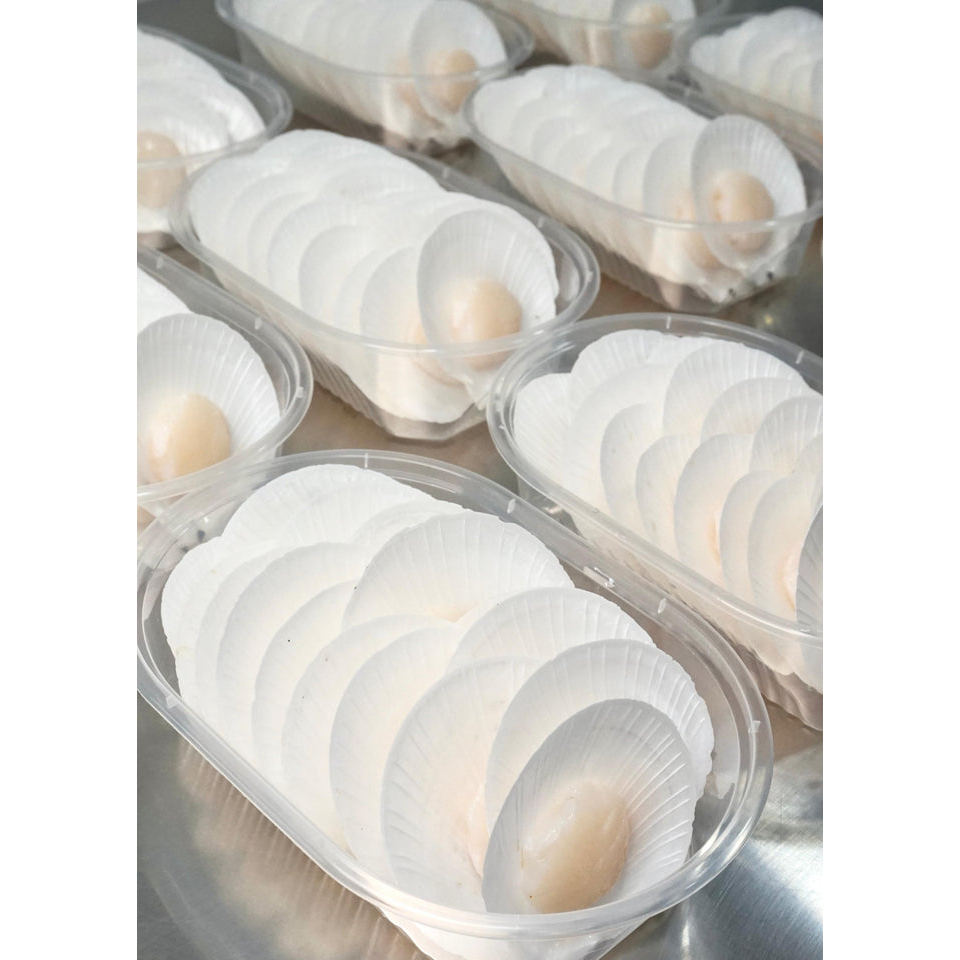 Kerang Simping Satu Cangkang