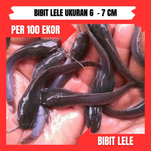 Bibit lele ukuran 6 - 7 cm per 100 ekor di bandung