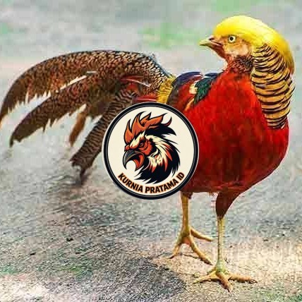 telur ayam golden pheasant hias fertil asli siap ditetaskan - golden pheasant KURNIA PRATAMA ID