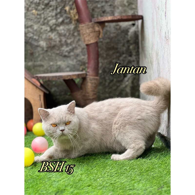 Kucing Munchkin Mainecoon British shorthair Scottish fold Bengal Sphinx dan peaknose