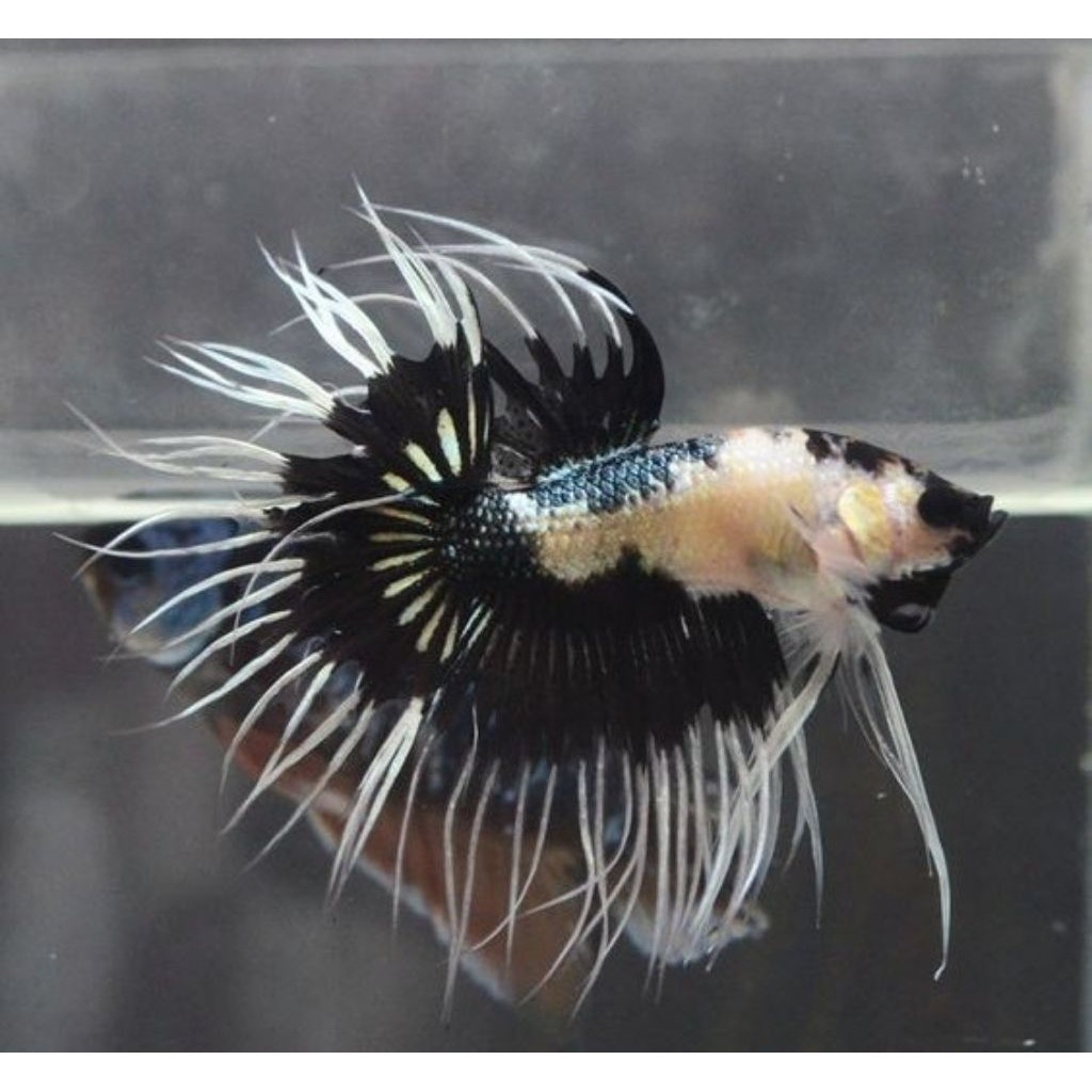 COD (PROMO) Cupang CT Crowntail Serit Warna Random SizeM+