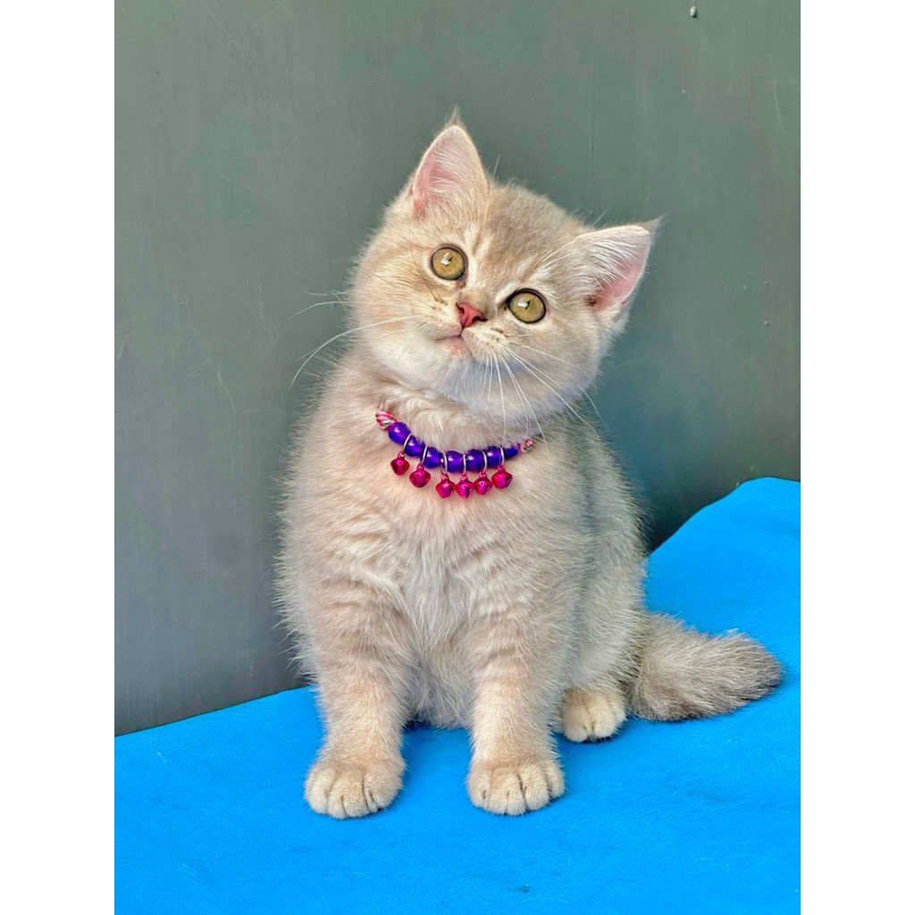 makanan kucing british shorthair golden AY11