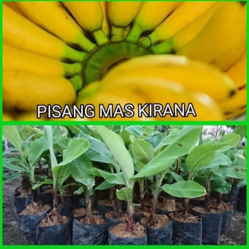 Bibit pohon pisang mas Kirana