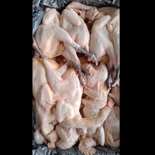 AYAM KAMPUNG UTUH ( BUKAN PEJANTAN ) 1kg-1.3kg