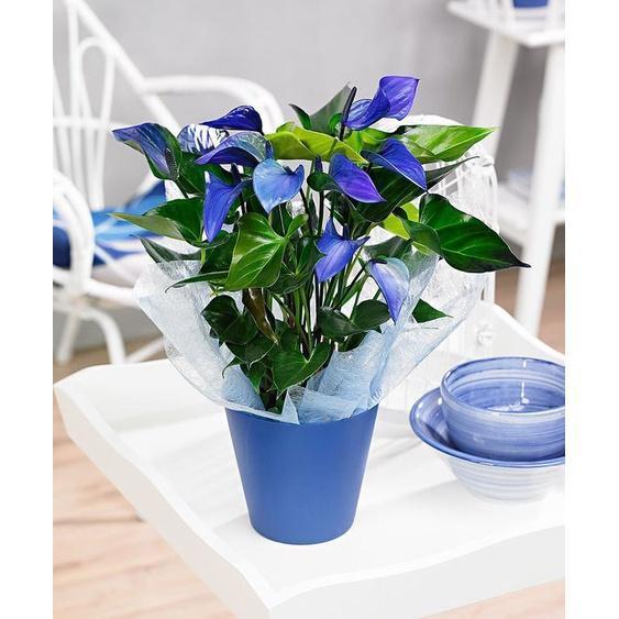 Tanaman Hias Anthurium Mickey Mouse Blue  - AnthuriumMickeyMouseBlue