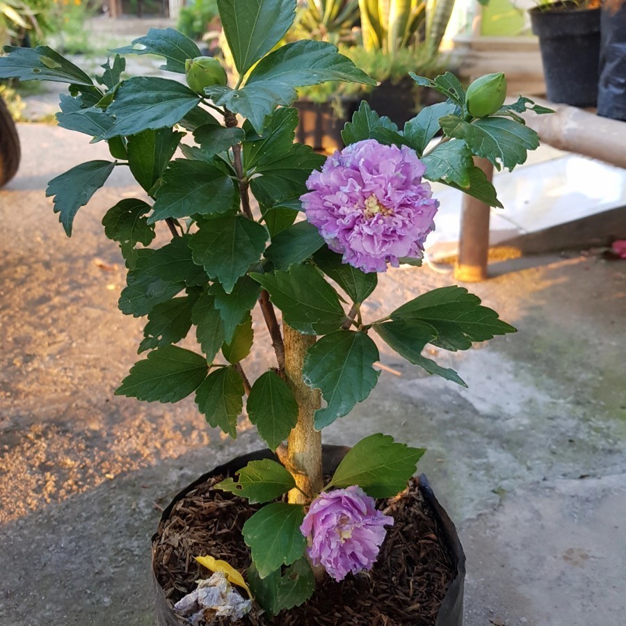 TANAMAN HIAS NUSANTARA Tanaman Bunga Sepatu Ungu Tumpuk Hibiscus