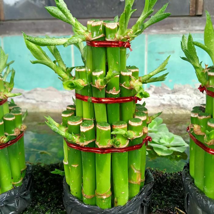 PROMO  Bambu Hoki, dekorasi, hiasan meja, bisa di air