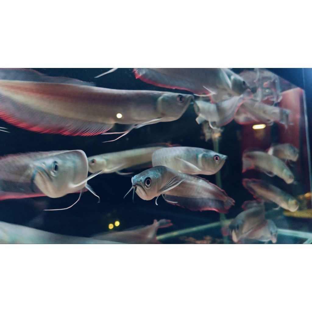 promo arwana silver red ornamen uk 13-17cm aquarium bisa COD josjis