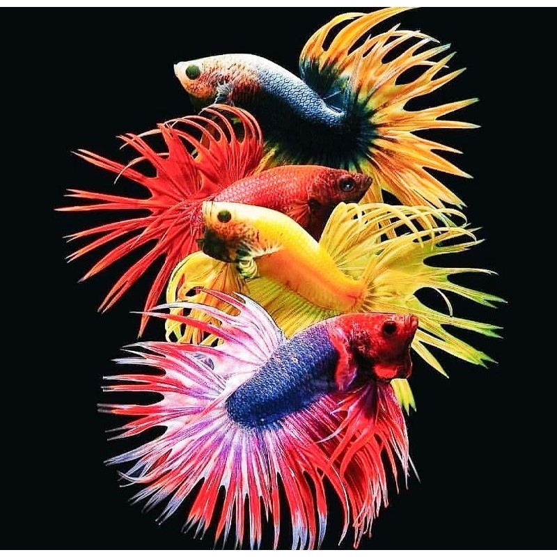 25pcs Ikan Cupang Serit Crowntail Size M Ecer Murah berkualitas