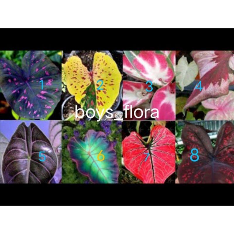 PROMO tanaman hias paket 6 bibit bonggol caladium keladi tailan