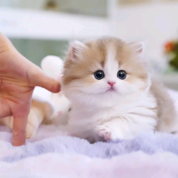 Kucing Munchkin Jantan dan betina