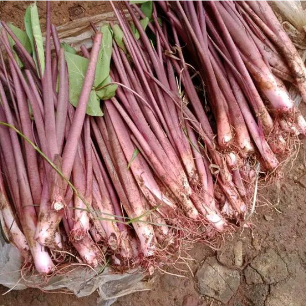 Bibit Talas Pratama 3 - Talas Ketan - Talas Bogor Per Bibit Beli 5 Gratis 1