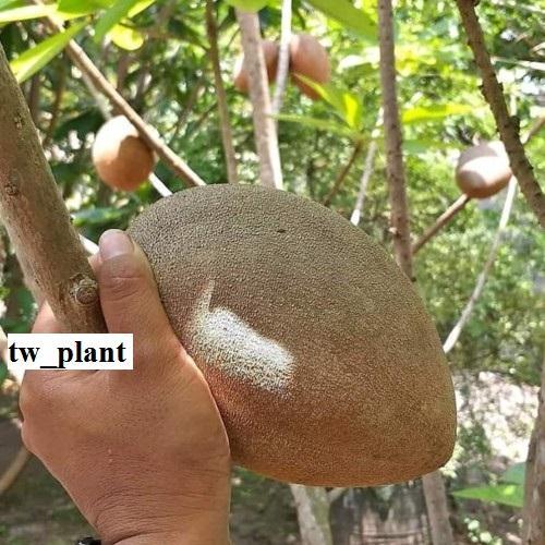 Bibit Sawo Jumbo Amerika Hasil cangkok/okulasi