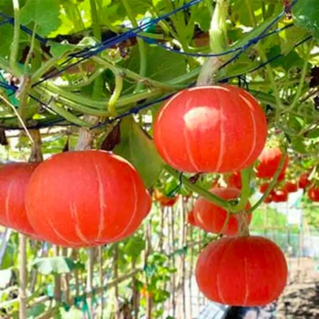 [ Paket Isi 20 Seed ] Benih - Biji Labu Jepang - Labu Orange - Labu Kabocha Jepang