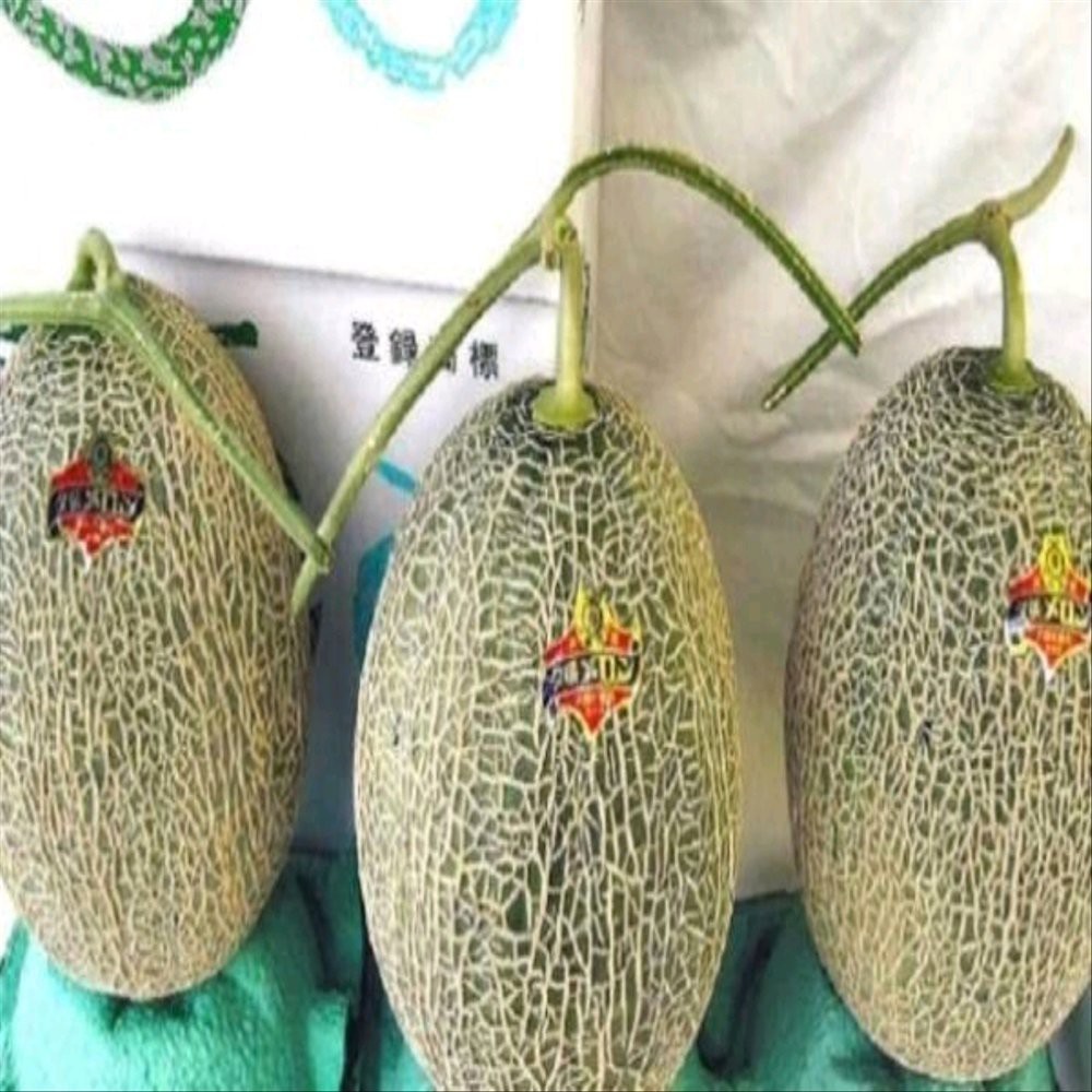 isi 30 Biji melon yubari /Biji Benih