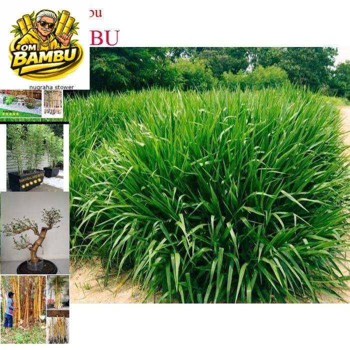 Bibit Rumput Odot Kualitas Super 1 Kg Rumput Odot Super Pakan Ternak Rumput Pakan Kambing dan sapi b