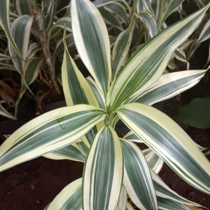 Tanaman Hias Sri Rejeki Variegata - Tanaman Hias