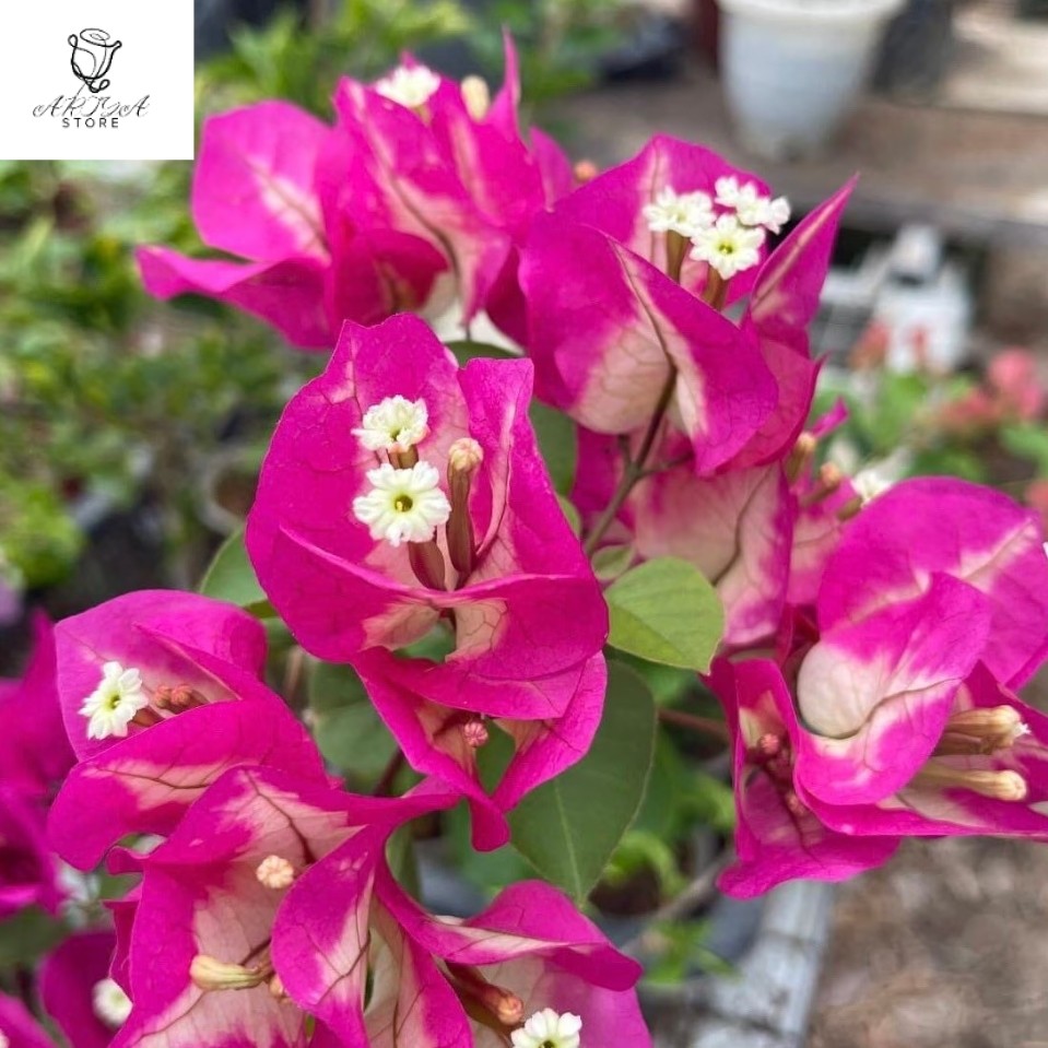 Stek Bougenville import Citra India (perbatang)