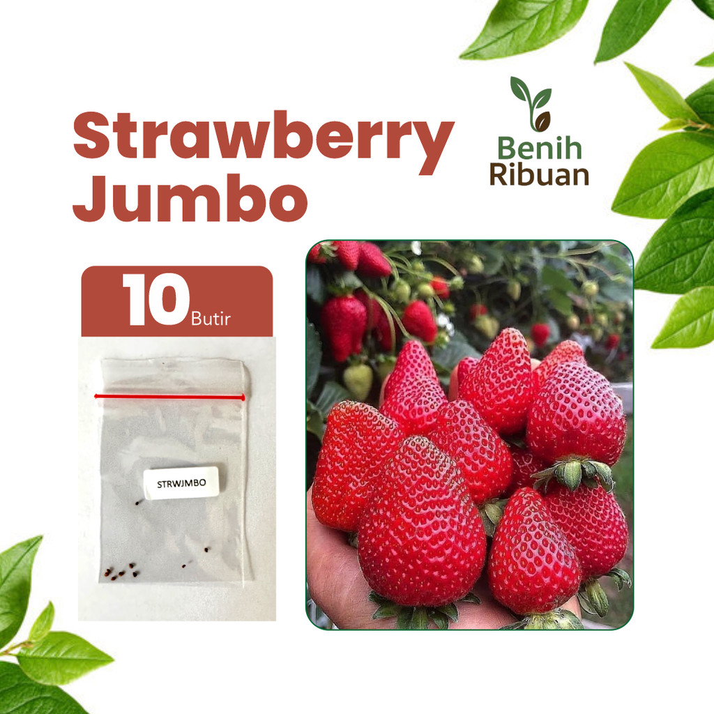 BENIH RIBUAN - Benih Buah Strawberry Jumbo Buah Segar Manis Bibit Stroberi Berkualitas Premium