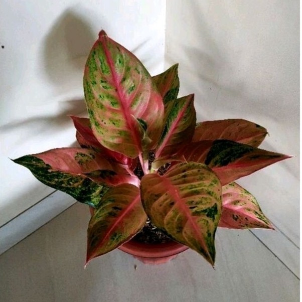 TERBARU aglonema Mahameru dewasa LETSGO GARDEN