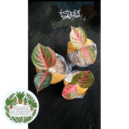 ( BISA BAYAR DI TEMPAT ) aglonema Wulandari remaja