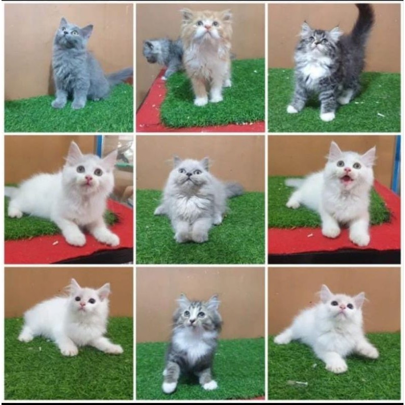 JUAL kucing bulu lebat Persia angora angora ragdol BSH himalaya Anakan kucing ana