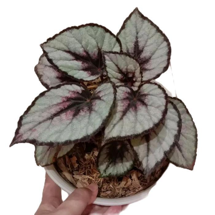 tanamanhias Begonia rex silver - Begonia silver - tanaman begonia alami hiasan