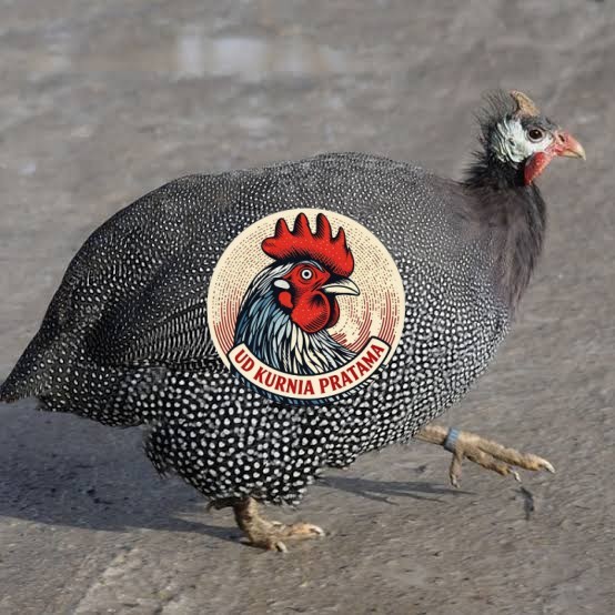 Telur ayam mutiara / telur ayam hias / telur fertil siap tetas UD KURNIA PRATAMA