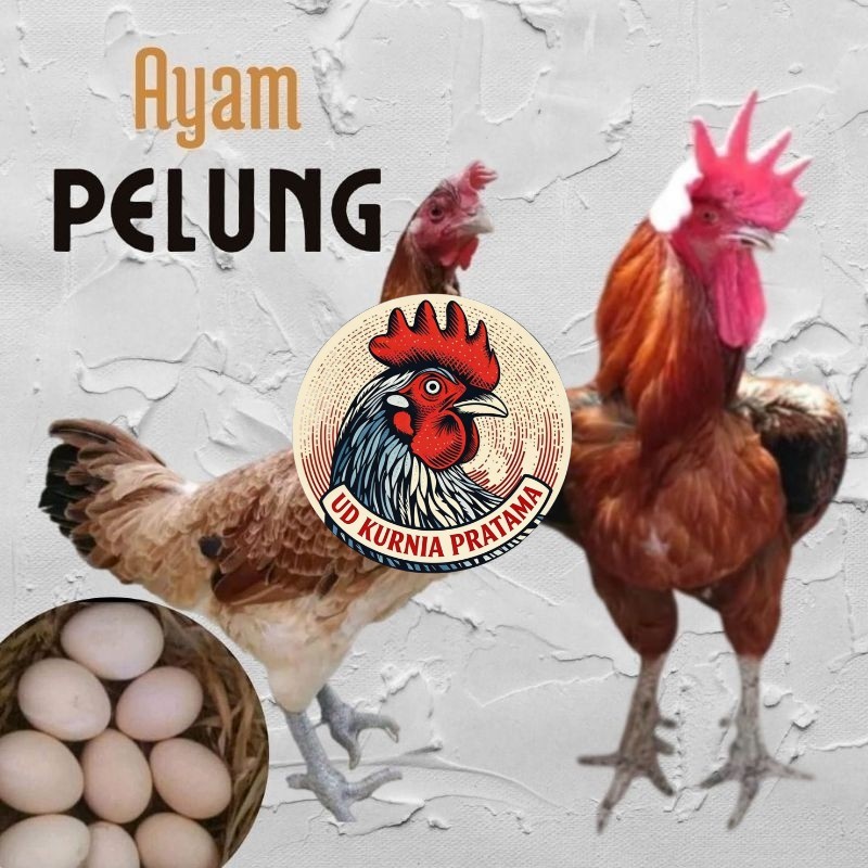 telur ayam pelung jumbo super untuk di tetaskan UD KURNIA PRATAMA