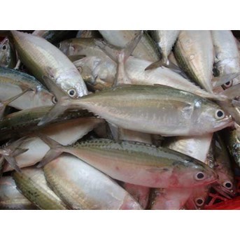 Fillet Ikan Kembung Tanpa Tulang Fresh Segar