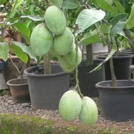 BIBIT  MANGGA MANALAGI ASLI OKULASI(cangkok)MUDAH BERBUAH