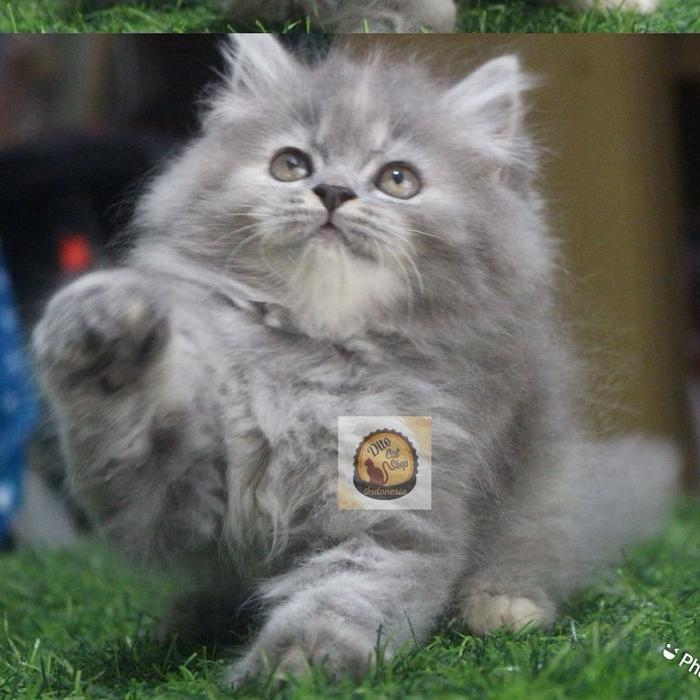 Kucing Blue Tabby Persia Munchkin Himalaya Norwaygian British Bengal