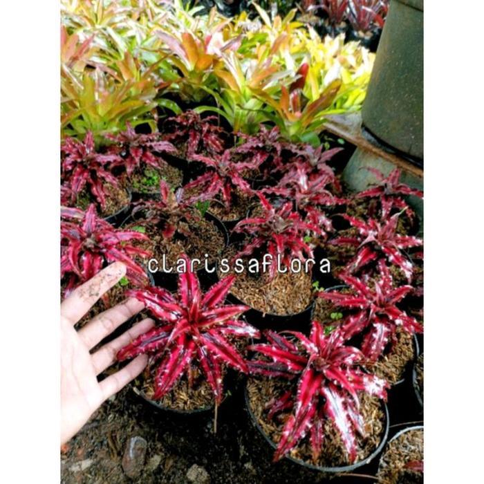 Tanaman Hias Sansivera Red Dragon dengan Warna Merah yang Mencolok