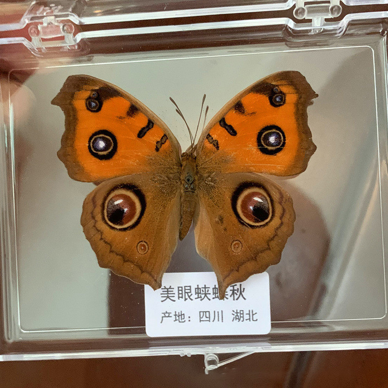 Natural Real Butterfly Specimens Rare And Exquisite Specimens For Home Decoration Display Collection
