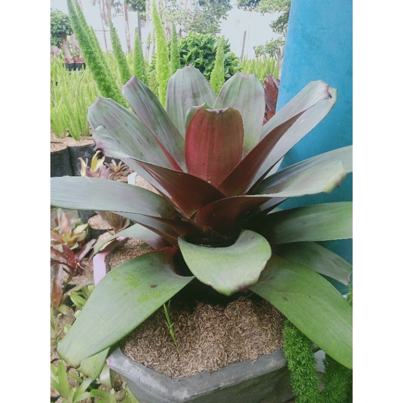 bibit bromelia giant merah