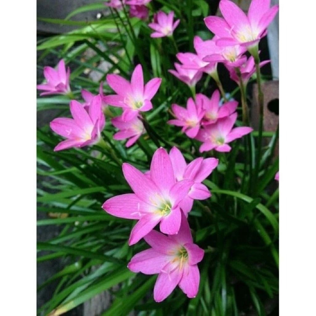 paket 20 pcs (UMBI) BUNGA LILI HUJAN PINK / LILY HUJAN MURAH